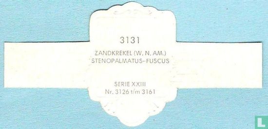 Zandkrekel (W.Z. Am.) - Stenopalmatus-Fuscus - Afbeelding 2
