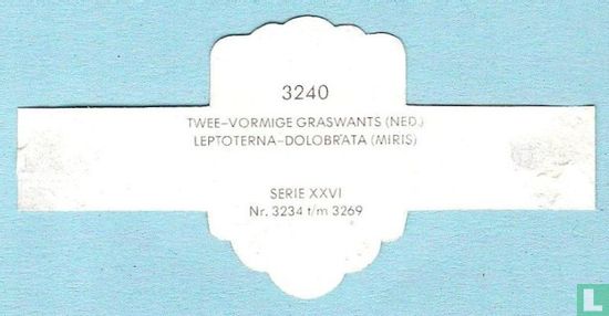 Twee-vormige graswants (Ned.) - Leptoterna-Dolobrata (miris) - Afbeelding 2