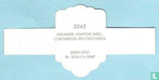 Gekamde-kniptor (Ned.) - Corymbites-Pectinicornis - Afbeelding 2