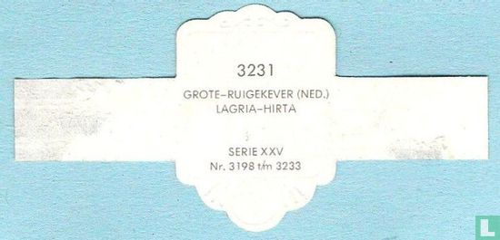 Grote-ruigekever (Ned.) - Lagria-Hirta - Afbeelding 2