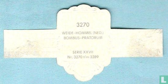 Weide-hommel (Ned.) - Bombus-Pratorum - Afbeelding 2