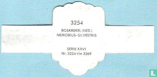 Boskrekel (Ned.) - Nemobius-Silvestris - Afbeelding 2