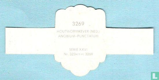 Houtwormkever (Ned.) - Anobium-Punctatum - Image 2