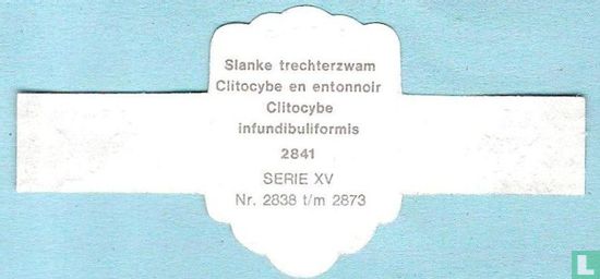 Slanke trechterzwam (Clitocybe infundibuiformis) - Image 2