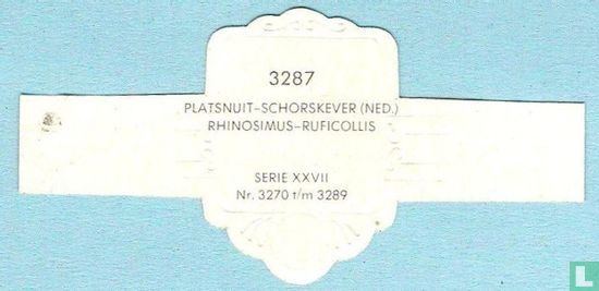 Platsnuit-schorskever (Ned.) - Rhinosimus-Ruficollis - Image 2