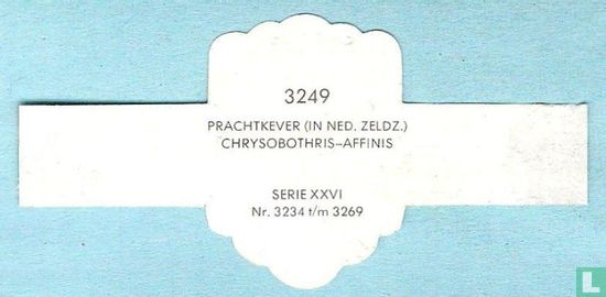 Prachtkever (In Ned.Zeldz.) - Chrysobothris-Affinis - Image 2