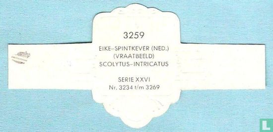 Eike-spintkever (Ned.) (vraatbeeld) - Scolytus-Intricatus - Afbeelding 2