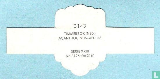 Timmerbok (Ned.) - Acanthocinus-Aedilis - Afbeelding 2