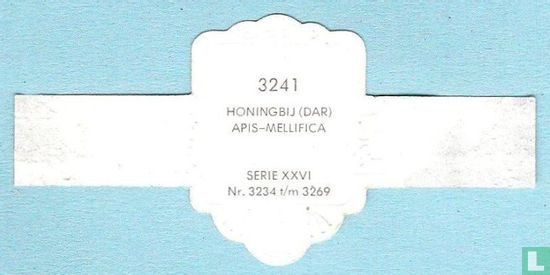 Honingbij (dar) - Apis-Mellifica - Afbeelding 2