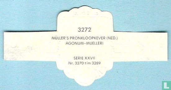 Müller's pronkloopkever (Ned.) - Agonum-Muelleri - Image 2