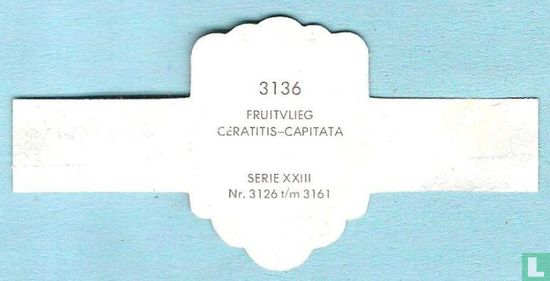Fruitvlieg - Ceratitis-Capitata - Afbeelding 2