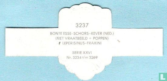 Bonte esse-schors-kever (Ned.) (met vraatbeeld + poppen) - Leperisinus-Fraxini - Afbeelding 2