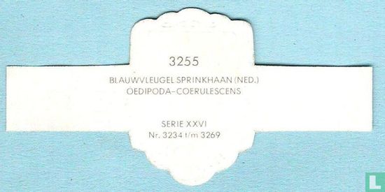 Blauwvleugel sprinkhaan (Ned.) - Oedipoda-Coerulescens - Image 2