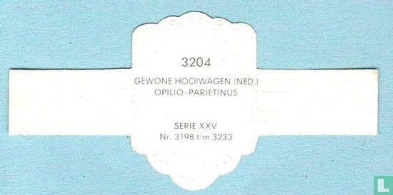 Gewone hooiwagen (Ned.) - Opilio-Parietinus - Afbeelding 2