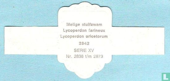 Melige stuifzwam (Lycoperdon ericetorum) - Afbeelding 2