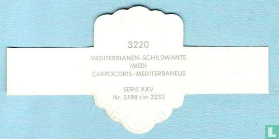 Mediterrianen-schildwants (Med) - Carpocoris-Mediterranneus - Afbeelding 2