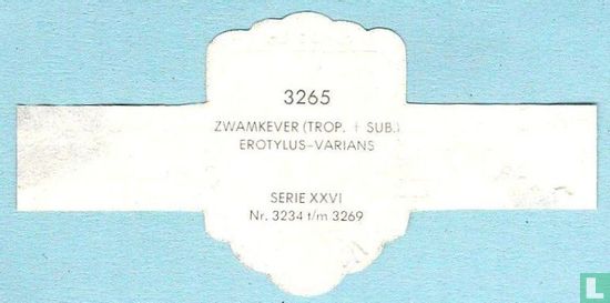 Zwamkever (Trop. + sub.) - Erotylus-Varians - Afbeelding 2