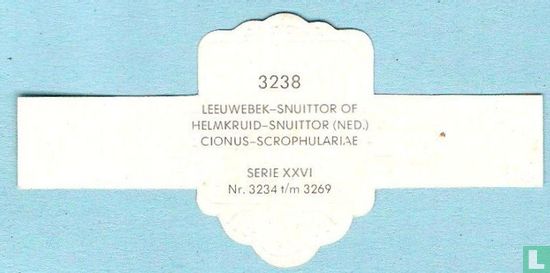 Leeuwebek-snuittor of helmkruid-snuittor (Ned.) - Cionus-Scrophulariae - Afbeelding 2
