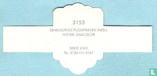 Eenkleurige plompkever (Ned.) - Hister-Unicolor - Afbeelding 2