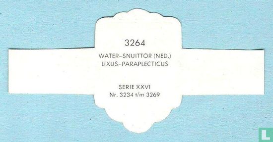 Water-snuittor (Ned.) - Lixus-Paraplecticus - Afbeelding 2