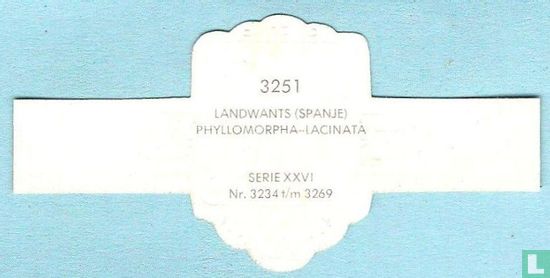 Landwants (Spanje) - Phyllomorpha-Lacinata - Image 2