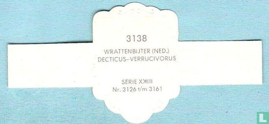 Wrattenbijter (Ned.) - Decticus-Verrucivorus - Afbeelding 2