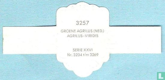 Groene agrilus (Ned.) - Agrilus-Viridis - Afbeelding 2