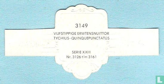 Vijfstippige erwtensnuittor Tychius-Quinquepunctatus - Afbeelding 2