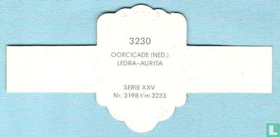 Oorcicade (Ned.) - Ledra-Aurita - Afbeelding 2