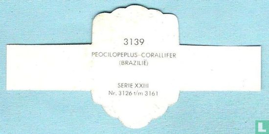 Peocilopeplus-Corallifer (Brazilië) - Afbeelding 2