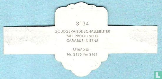Goudgerande schallebijter met prooi (Ned.) - Carabus-Nitens - Afbeelding 2