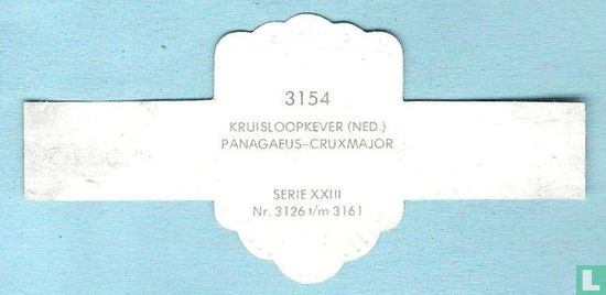 Kruisloopkever (Ned.) - Panagaeus-Cruxmajor - Afbeelding 2