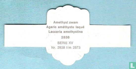 Amethyst zwam (Laccaria amethystina) - Bild 2