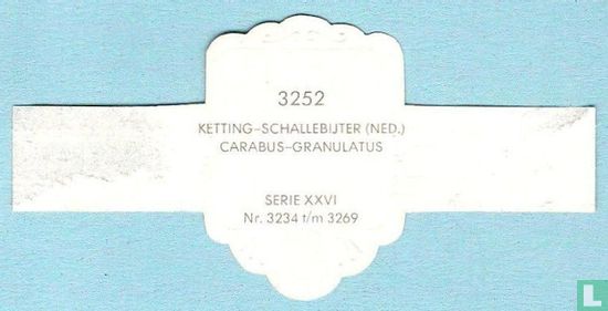 Ketting-schallebijter (Ned.) - Carabus-Granulatus - Image 2
