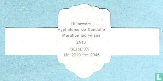 Huiszwam (Merulius lacrymans) - Bild 2