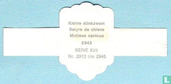Kleine stinkzwam (Mutinus caninus) - Bild 2