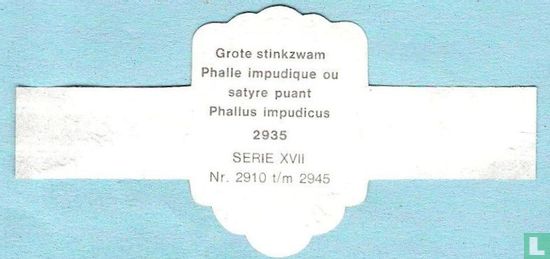 Grote stinkzwam (Phallus impudicus) - Afbeelding 2