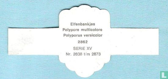 Elfenbankjes (Polyporus versicolor) - Bild 2