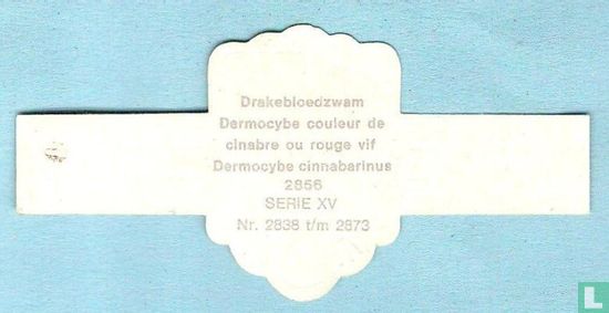 Drakebloedzwam (Dermocybe cinnabarinus) - Afbeelding 2
