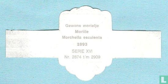 Gewone morielje (Morchella esculenta) - Afbeelding 2