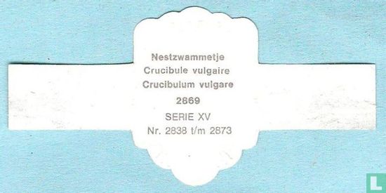 Nestzwammetje (Crucibulum vulgare) - Afbeelding 2