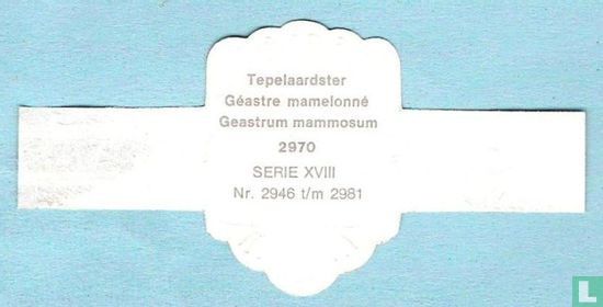 Tepelaardster (Geastrum mammosum) - Afbeelding 2