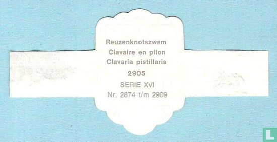 Reuzenknotszwam (Clavaria pistillaris) - Bild 2