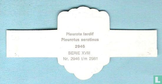 Pleurote tardif (Pleurotus serotinus) - Afbeelding 2