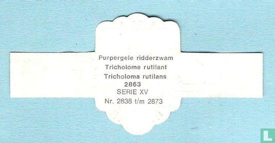 Purpergele ridderzwam (Tricholoma rutilans) - Afbeelding 2