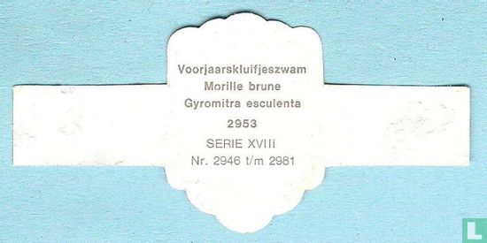 Voorjaarskluifjeszwam (Gyromitra esculenta) - Afbeelding 2