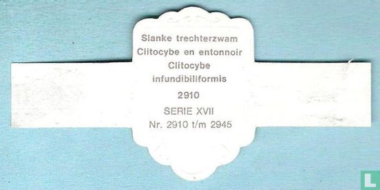 Slanke trechterzwam (Clitocybe infundibiliformis) - Image 2