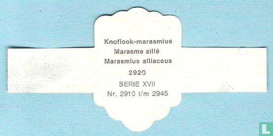 Knoflook-marasmius (Marasmius alliaceus) - Image 2