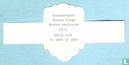 Graskleefsteel (Mycena epipterygia) - Afbeelding 2