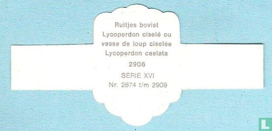 Ruitjes bovist (Lycoperdon caelata) - Afbeelding 2